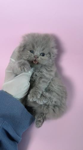 سكوتش فولد لونق انثى