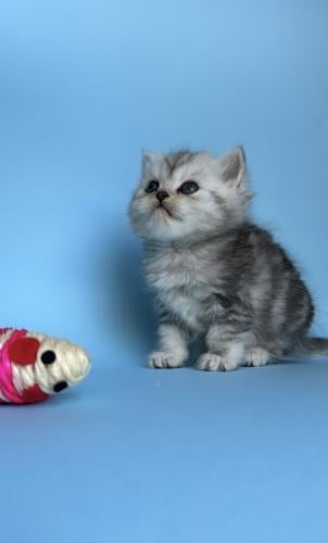 انثى عمر شهرين