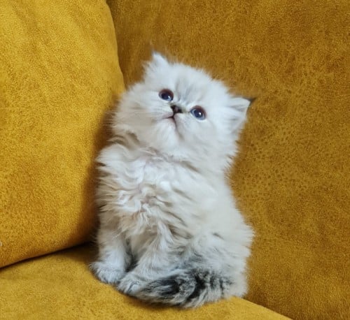 همالايا شوكلت بيور ذكر