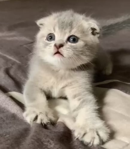 سكوتش فولد انثى