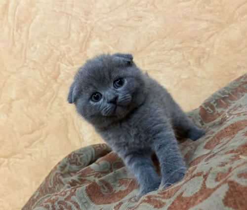 قط ذكر سكوتش