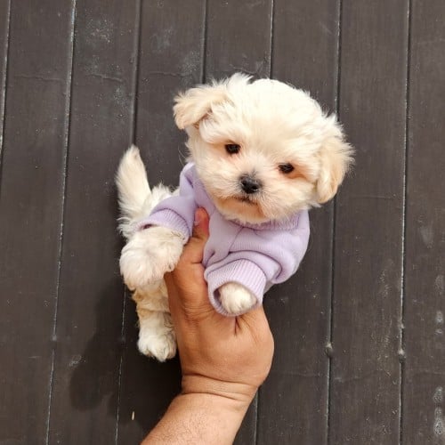 مالتيبو ميني ذكر