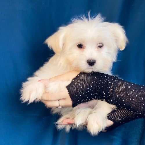 كلب ميني انثى