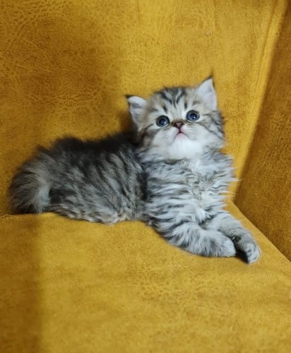 شيرازي تايقر عمره 45 يوم