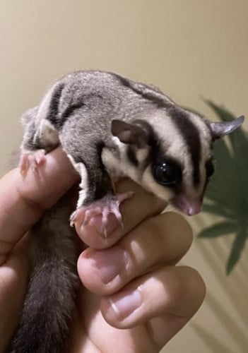 شوقر قلايدر