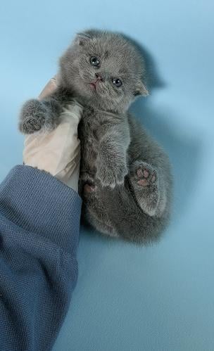 سكوتش فولد ذكر