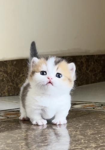 منشكن ذكر القزم