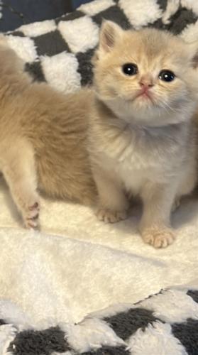 قط بريتش بريطاني