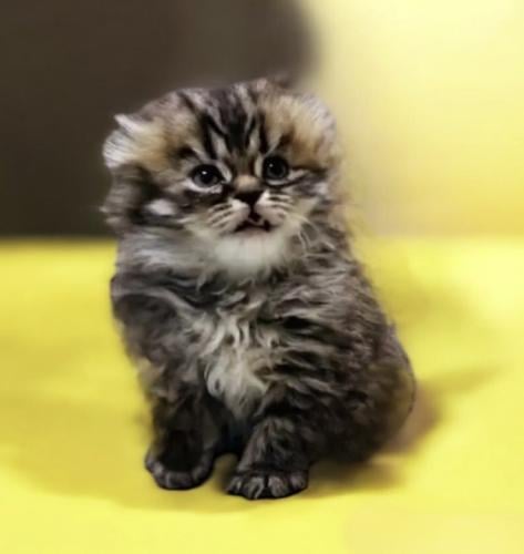 سكوتش فولد انثى شهرين