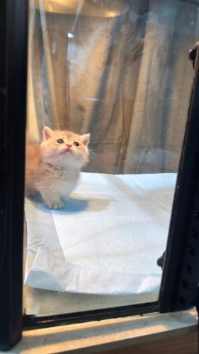 بريتش بريطاني