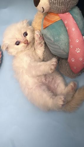 سكوتش فولد لونق