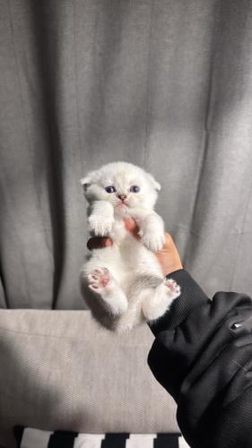 سكوتش فولد ذكر