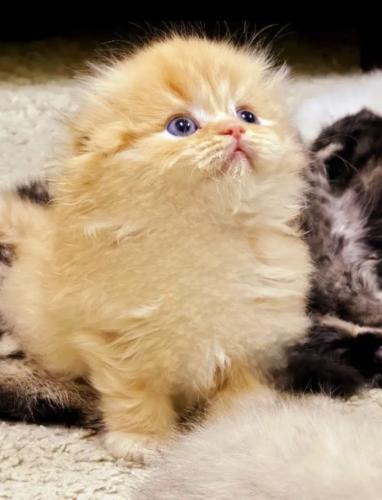 سكوتش شهرين