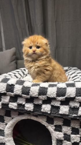 سكوتش فولد ذكر