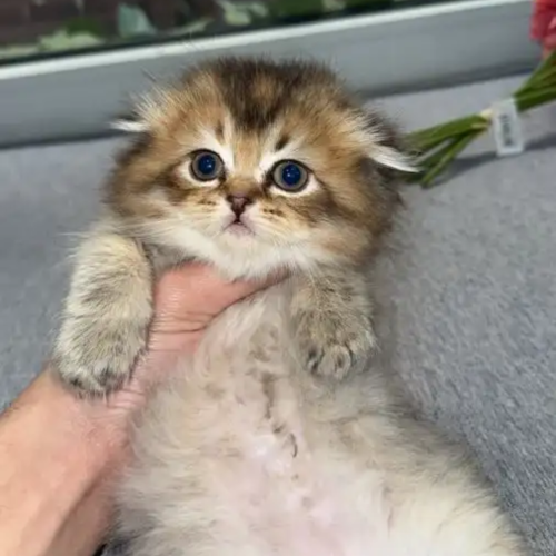 قط ذكر شهرين