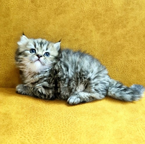 شيرازي تايقر ذكر العمر شهرين