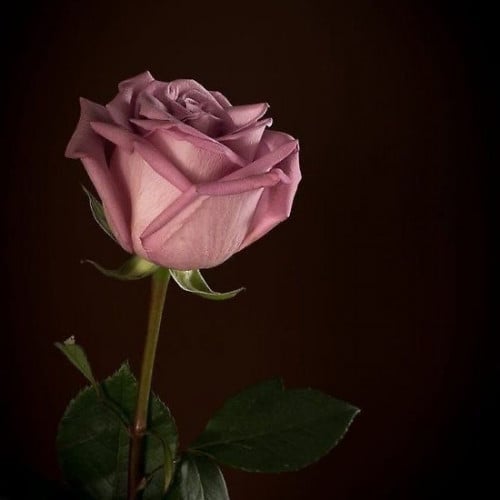 وردة جوري موف