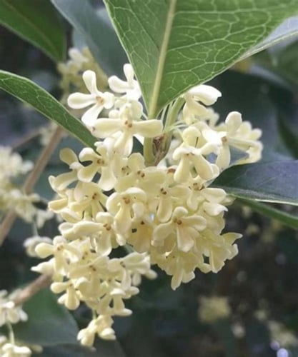 زيت أوسمانثوس “Osmanthus” (رول أون 10مل، عضوي، صاف...