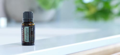 زيت شجرة الكينا “Eucalyptus” (صافي 15مل، مُركز، عض...