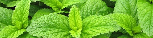 زيوت جزيرة النعناع "Island Mint" | مزيج عطري بعبير...
