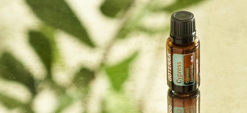 زيت شجرة السرو “Cypress” (صافي 15مل، مُركز، عضوي،...