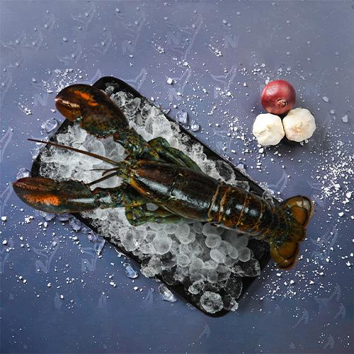 استكوزا (امريكي)