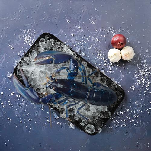 استكوزا زرقاء