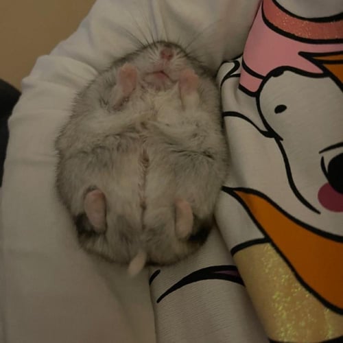 هامستر كامبل مع كامل أغراضها