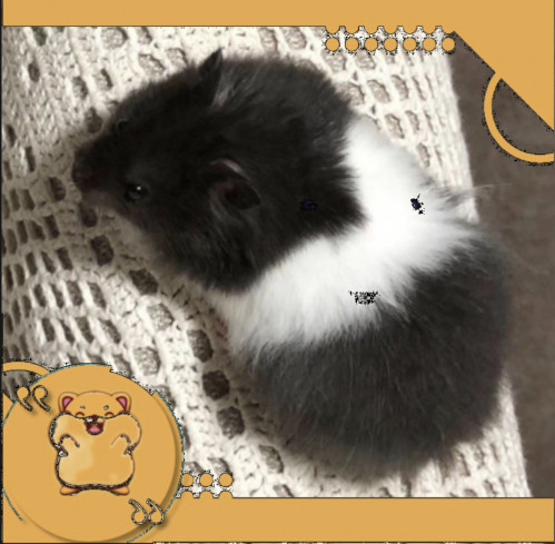 هامستر سوري مع كامل اغراضه