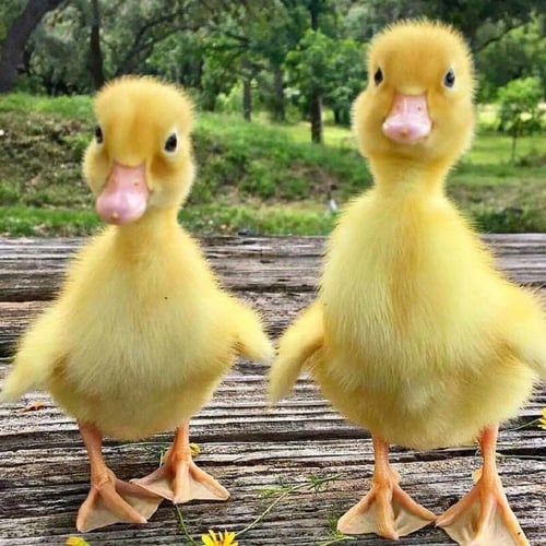 جوز بط صغير مع كامل أغراضه