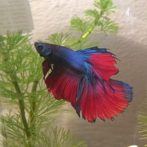 سمكة فايتر اللون الازرق مع الاحمر