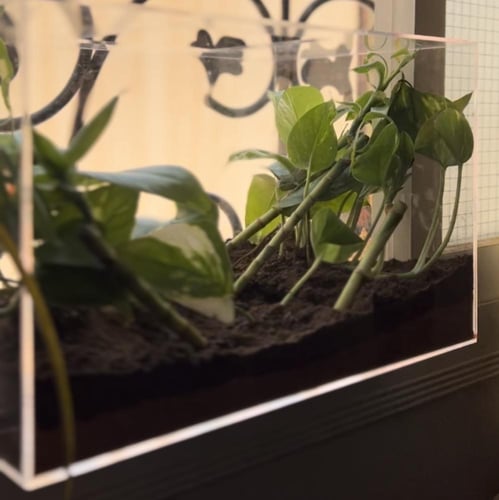 غابة الحرباء الصغيرة