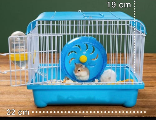 هامستر سوري مع كامل أغراضه