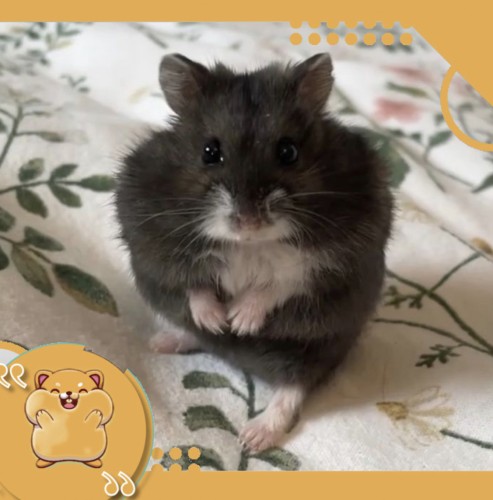 هامستر روسي مع كامل اغراضه