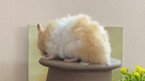 هامستر سوري مع كامل اغراضه