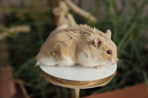 هامستر روسي مع كامل أغراضه