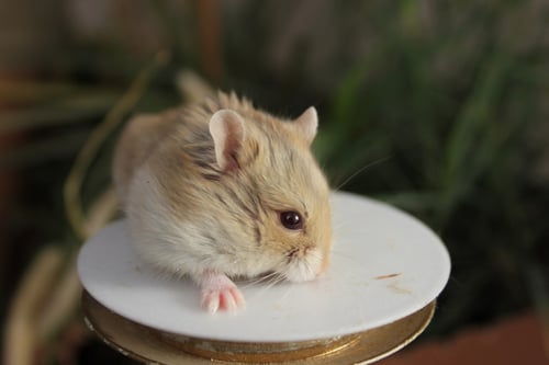 هامستر روسي مع كامل أغراضه