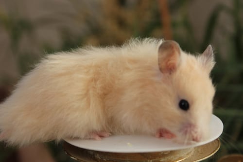 هامستر سوري مع كامل أغراضه