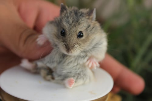 هامستر روسي مع كامل أغراضه