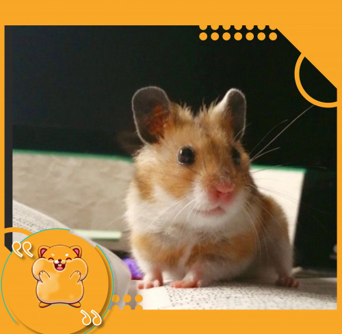 هامستر سوري مع كامل اغراضه