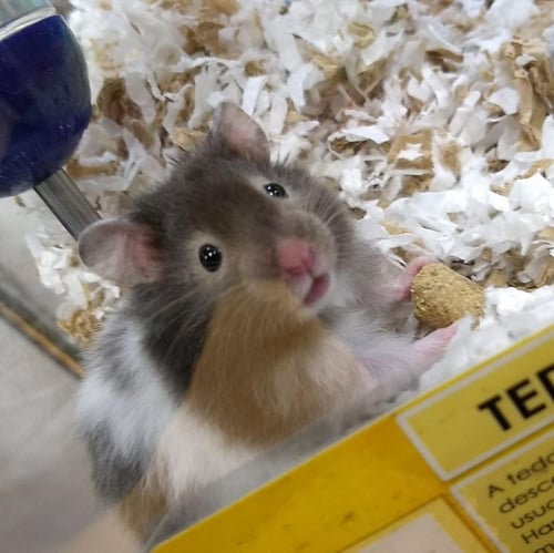 هامستر سوري مع كامل اغراضه