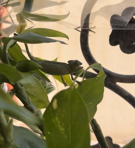 غابة الحرباء الصغيرة