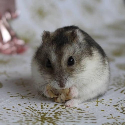 هامستر كامبل مع كامل أغراضها