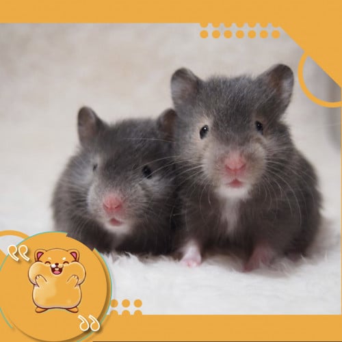 هامستر سوري مع كامل اغراضه