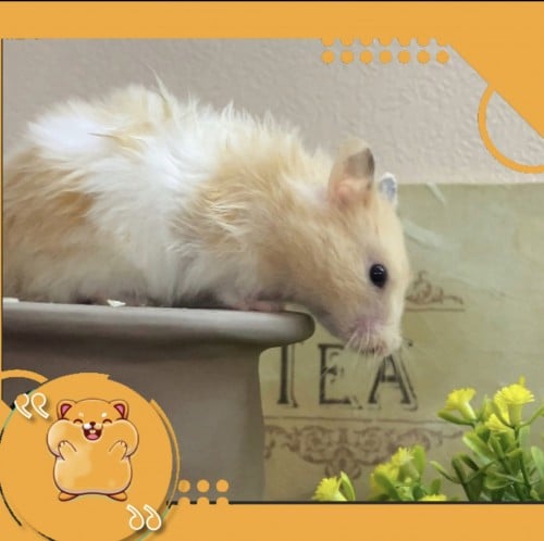 هامستر سوري مع كامل اغراضه