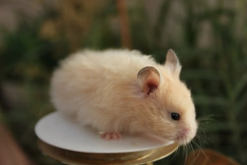 هامستر سوري مع كامل أغراضه