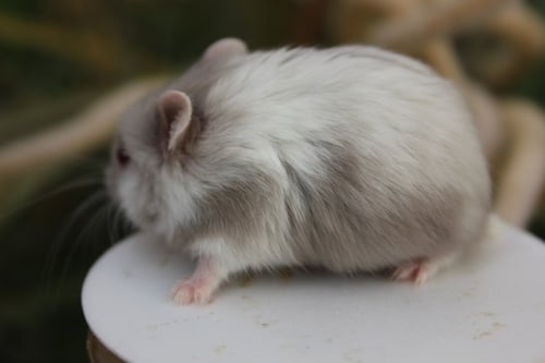 هامستر صيني مع كامل أغراضه