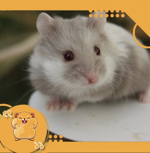 هامستر صيني مع كامل أغراضه