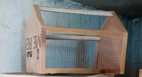 صغير الأرنب الهولندي شامل اغراضه