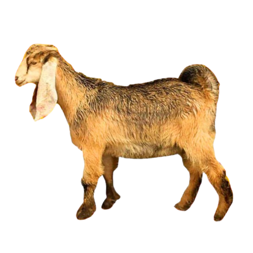 تيس حبشي اضحية